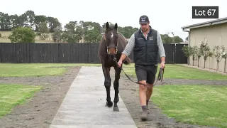 24MGYS Lot 67 Voluptuous x Hanseatic 22 colt