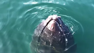 Epic Bay of Fundy Whale Watch