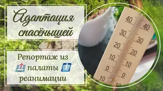 Репортаж из 🏥 палаты реанимации адениумов 🩻. Нужен совет!