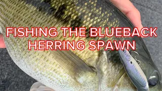 Blueback Herring Spawn Bass Fishing Tips