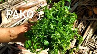 WALANG GUTOM BASTA MAY PAKO (EDIBLE FERN). TARA, MANGUHA TAYO NG PAKO AT MANANGHALIAN SA BUKID.