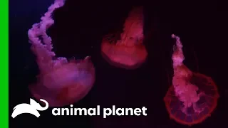 Carefully Moving Adult Jellyfish Into Their New Tank | The Aquarium