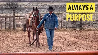 CATCH A HORSE IN A LARGE PEN | BROODMARES | NEW TRAILER TOUR #logantrailer