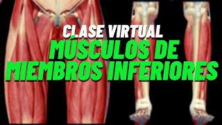 Anatomía de Músculos de Miembros Inferiores (Clase  Virtual de Anatomía) 2021
