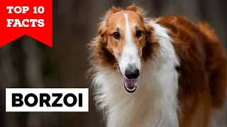 Borzoi - Top 10 Facts