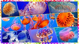 ЭКЗОТИЧЕСКИЕ МЕДУЗЫ/Exotic Jellyfish/Самые Удивительные Обитатели Подводного Мирa!Глубины Океана! 4К