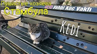 Зимний Стамбул: кошки