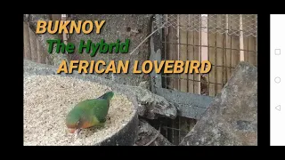 AFRICAN LOVEBIRDS THE HYBRID (BUKNOY) / OFFSPRING OF EYERING AND NON EYERING