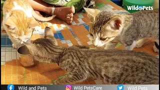 Hungry cat babies meal with us // Breakfast With Kittens // Wild Pets