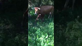 Vitelo raça arouquesa recem nascido