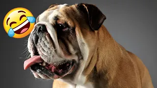 English Bulldog vs DOGS 🐱🐶 New Funniest Animals Videos 2024 😂