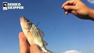 Using small Fish to Catch BIG FISH! Live-Line Tutorial!