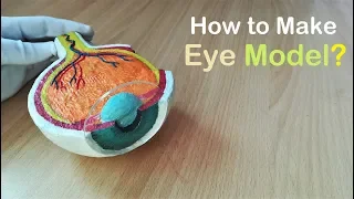 How to Make Model of Section of Eye Using Thermocol