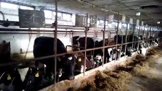 Коровник на 100 дойных коров. Молочная ферма в Польше.
