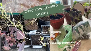 Распаковка растений из питомника | Что привезла из отпуска | Обзор рассады