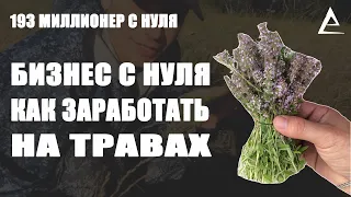 Бизнес с нуля на травах, Как заработать на травах, Иван чай, Чебрец, Тимьян, Душица, Зверобой