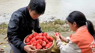 Homeless boy and girl pick persimmons to sell and buy cooking utensils at the market