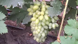 Сорта винограда Кишмиш Арсеньевский 2017