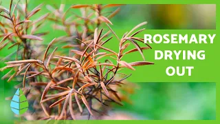 Why Is My ROSEMARY PLANT DRYING? 🌿 (3 REASONS and How to AVOID IT)