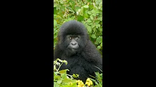 Uburinganire Practices His Chest Beat | Dian Fossey Gorilla Fund