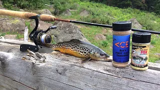 Tiger Trout Catch n' Cook Deep in the Mountains!