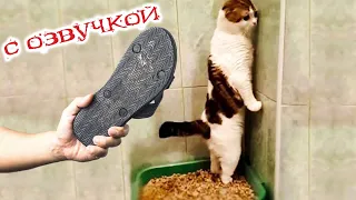 ПРИКОЛЫ С КОТАМИ! Смешные коты С ОЗВУЧКОЙ! УГАРНЫЕ Смешные Животные! ДО СЛЁЗ!