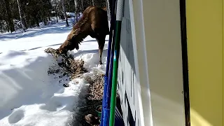 Moose outside front door.