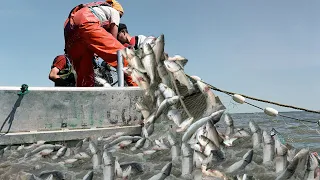 Amazing Biggest Gill net Fishing Line Catch Fish - Most Satisfying Big Catch Salmon on the Bay