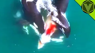 ORCA — the superpredator that kills whales and dolphins! Orca vs blue whale and elephant seal!