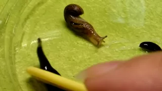 コウガイビルのお食事風景　その１　アーたんにナメクジ　（Land Planaria）