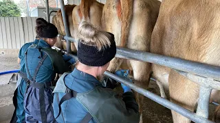 Teat Sealing & Checking For Empty Heifers This Year