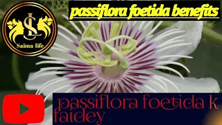 passiflora foetida benefits medicinal use || #youtube