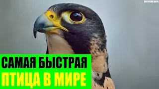 Самая быстрая птица в Мире