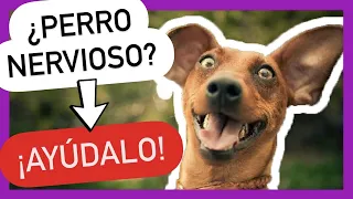 Los 5 MEJORES TIPS para CALMAR a un PERRO NERVIOSO 💚 [💯% FUNCIONAL]