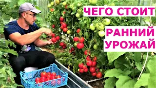 Что сделать для раннего урожая томатов в июне Подмосковье