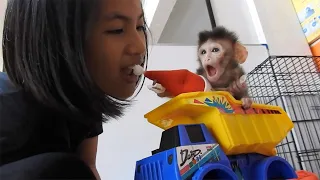 29/ Tiny baby VALEN cry scared fall down from car when sister drive car. Adorable cute baby monkey.