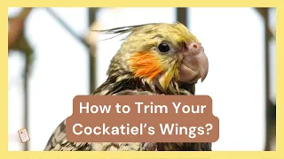 How to trim your cockatiel’s wings? ✂️🕊️