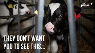 The Truth About Dairy Farming in the UK