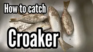 How to catch croaker???surf fishing California  Fishing for croaker#surffishing