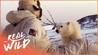 Polar Bear Cubs Try To Make Friends With Humans (Man Vs Animal Documentary) | Real Wild