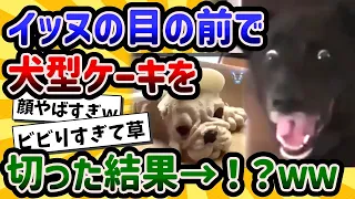 【2ch動物スレ】犬型ケーキを目の前で食べようとしたときのイッヌさんの反応がこちらwww