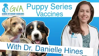 Puppy Vaccines by Georgia Veterinary Associates and Dr. Hines