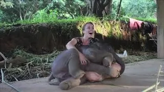 Baby Elephant Surprises Caretaker with a Hug