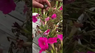 Man saves humming bird from spider web in backyard. Wait till end! 😊