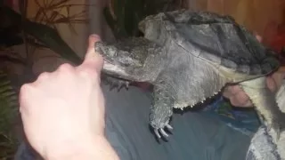 невероятный укус Каймановой черепахи!!!!!snapping Turtle bites finger off