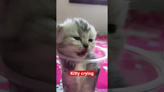 Kitty crying 😢 #cats #shorts #kitten #pets