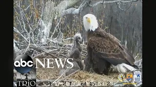 3 adult bald eagles watch over 3 eaglets in nest along Mississippi River