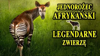 OKAPI - Mityczny Jednorożec Afrykański