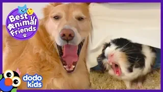 Pippin The Dog Has A Guinea Pig Shadow | Animal Videos For Kids | Dodo Kids: Best Animal Friends