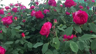 ОБРЕЗКА  БЕНДЖАМИН БРИТТЕН.  Обзор сада с английскими розами.